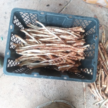 鸡枞菌