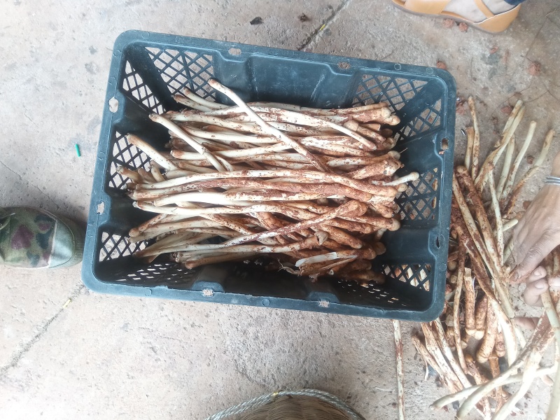 鸡枞菌