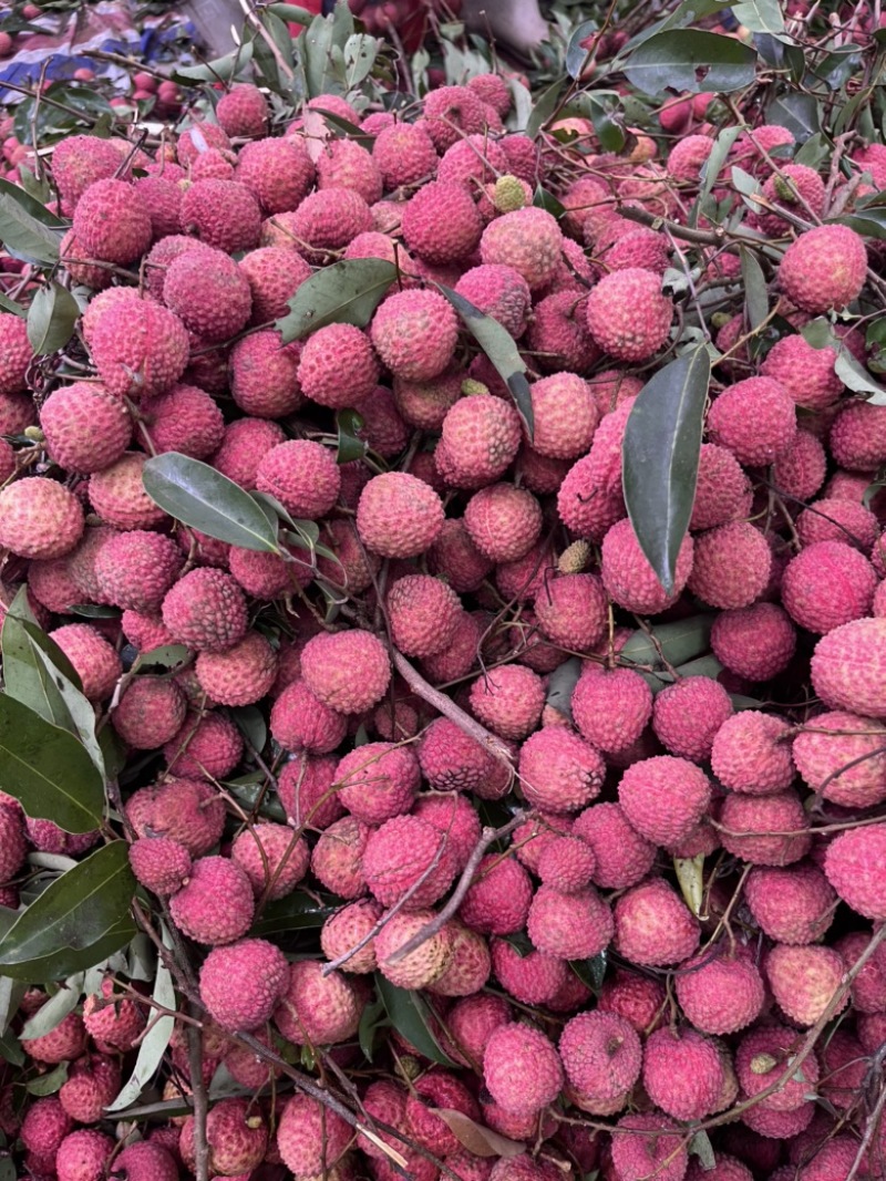 高州桂味荔枝