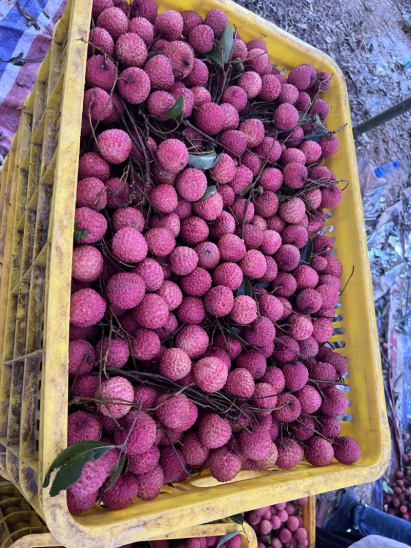 高州桂味荔枝