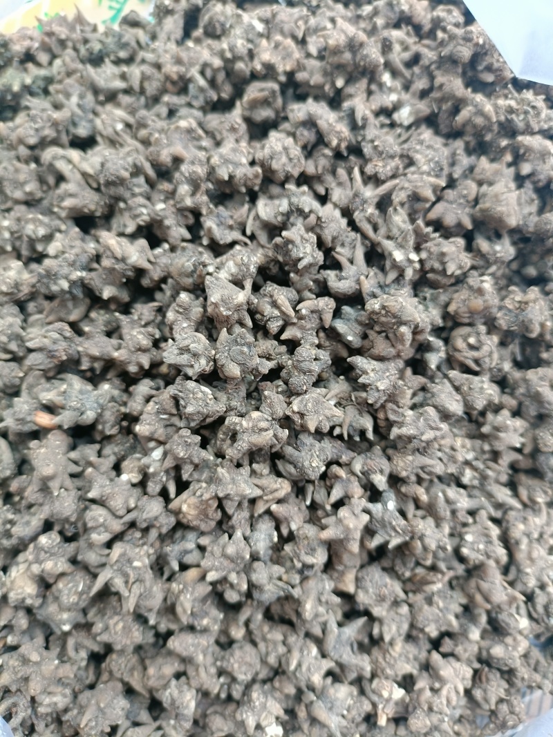 尖爪野生猫爪草