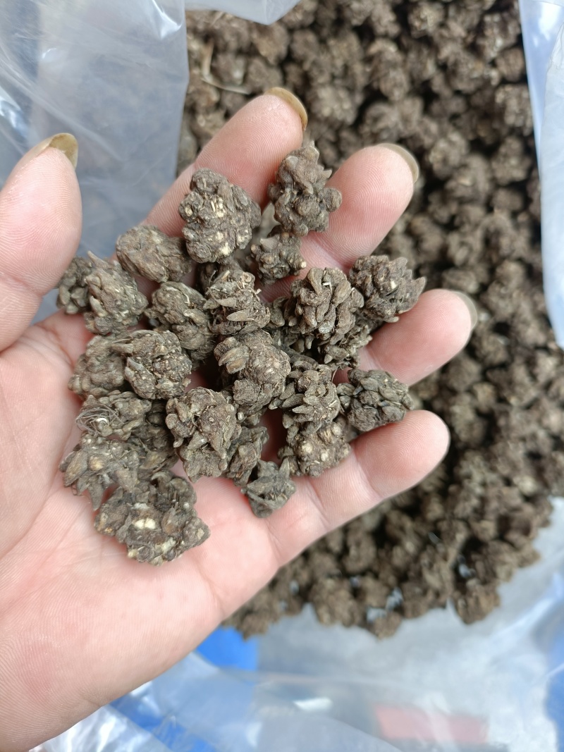 猫爪草，水洗三遍干货