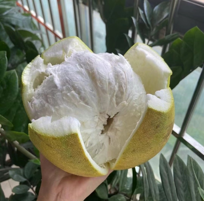 东试早西双版纳傣柚全国最早上市柚老树果纯甜多汁原产地直发