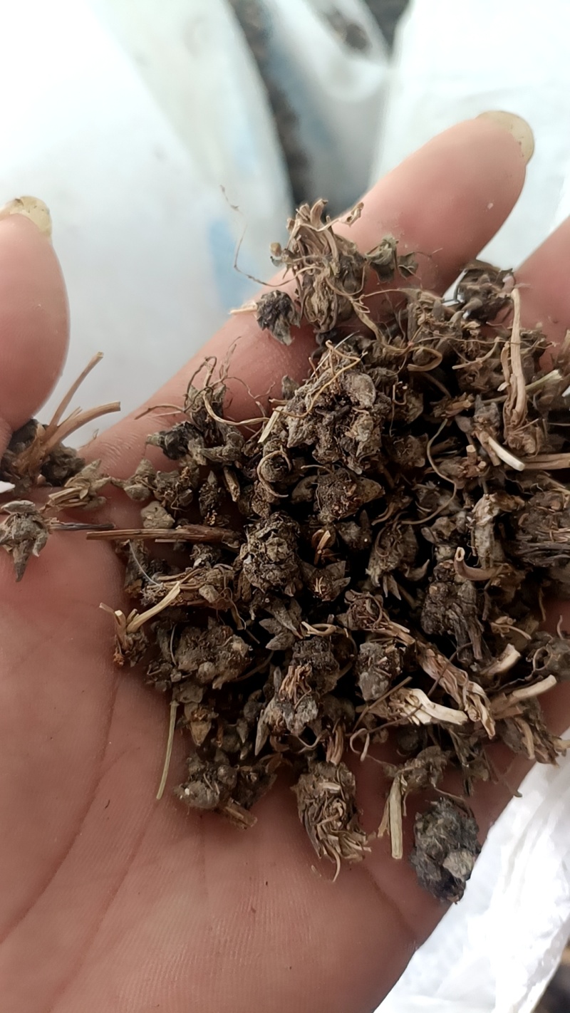 野生猫爪草，带毛头野生猫爪草