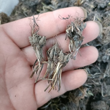 带毛头野生猫爪草