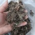 带毛头野生猫爪草