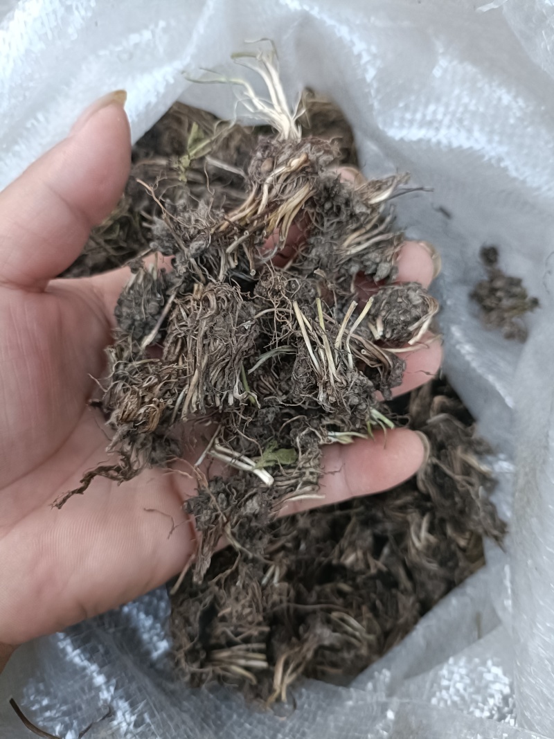 带毛头野生猫爪草
