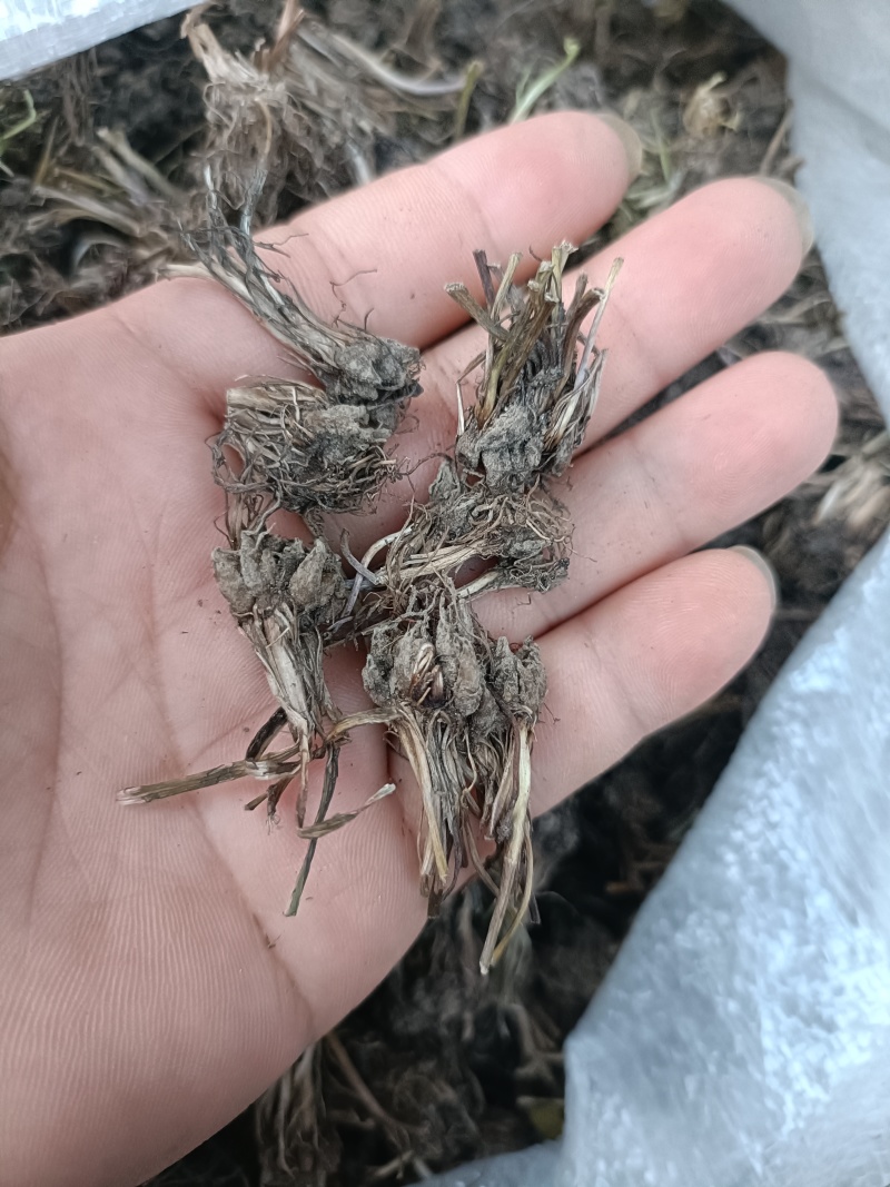 带毛头野生猫爪草