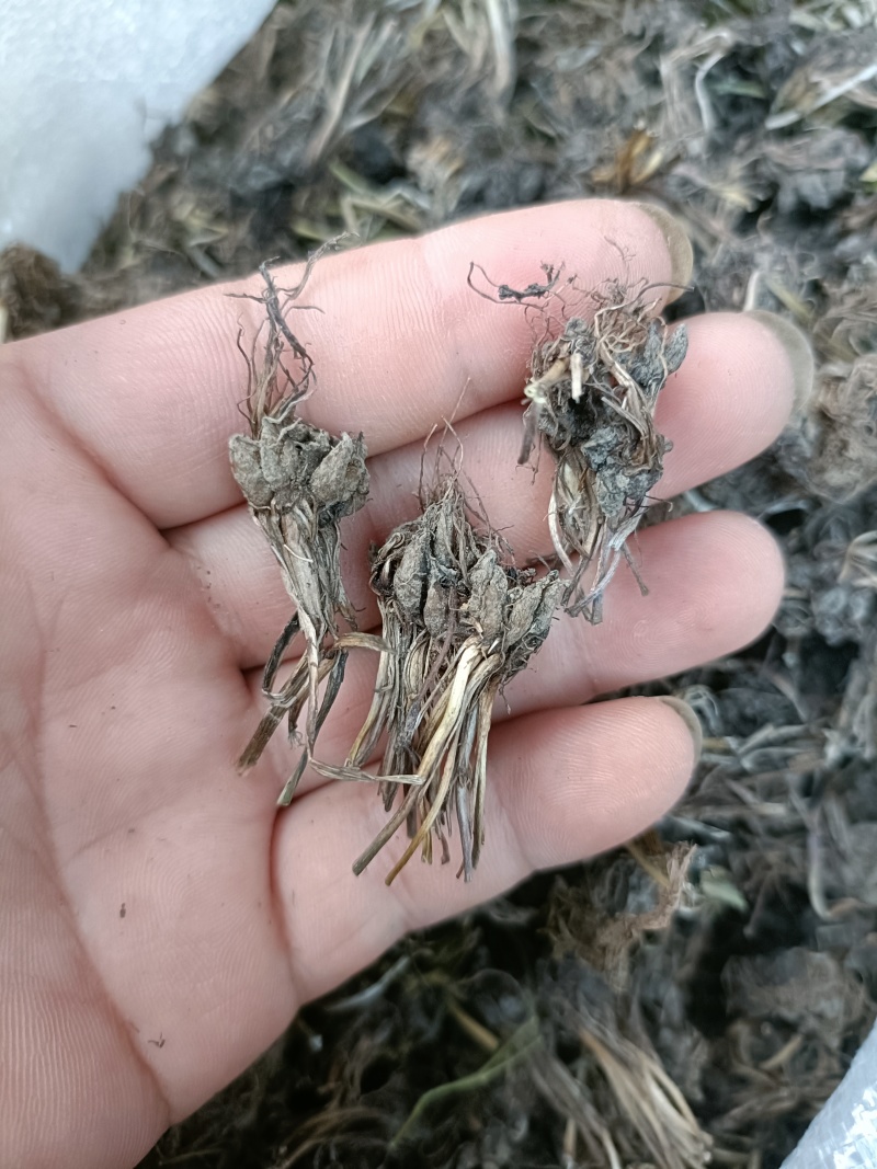 带毛头野生猫爪草