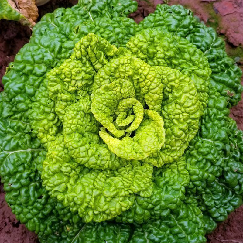 万帮玉金香黄心乌塌菜种子黄心菜菊花心菜白菜农家四季