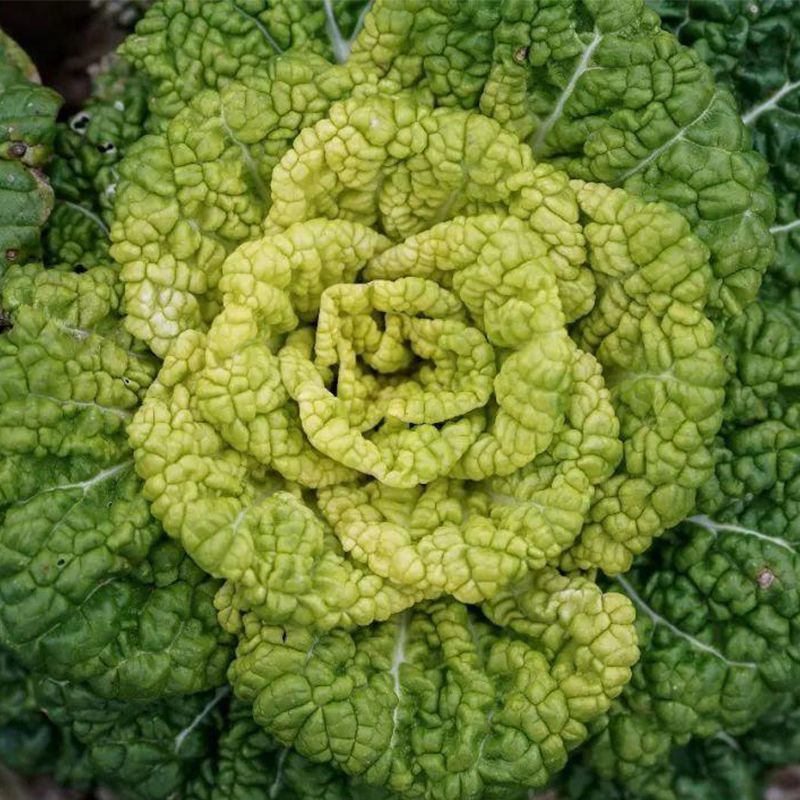 万帮玉金香黄心乌塌菜种子黄心菜菊花心菜白菜农家四季