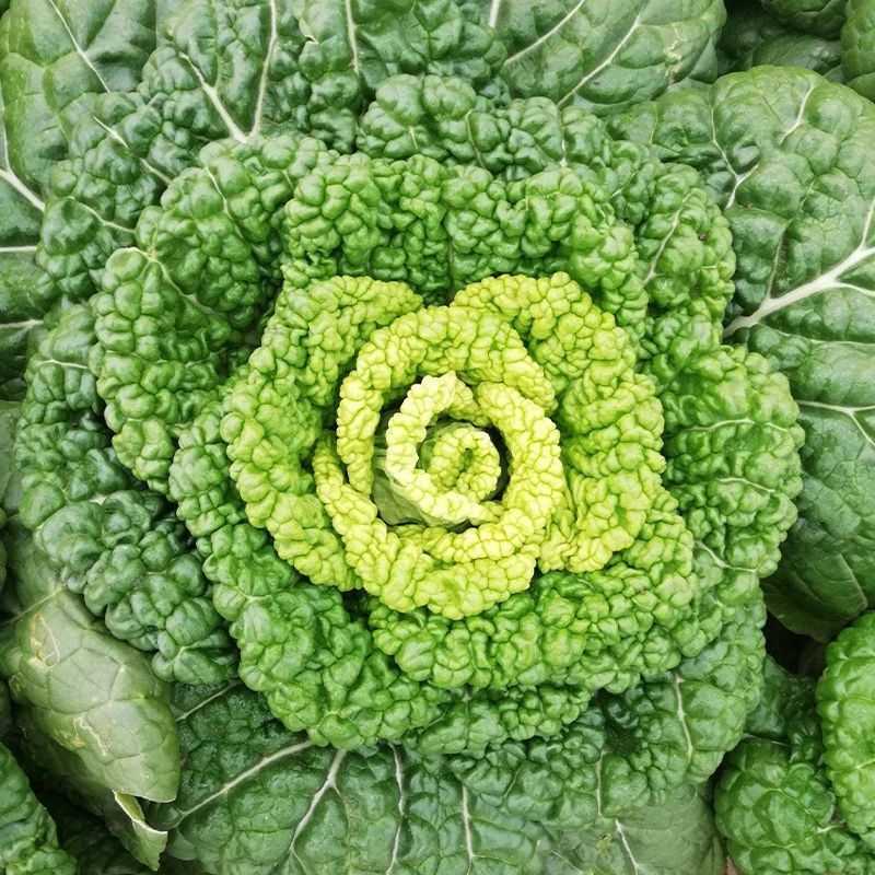 万帮玉金香黄心乌塌菜种子黄心菜菊花心菜白菜农家四季