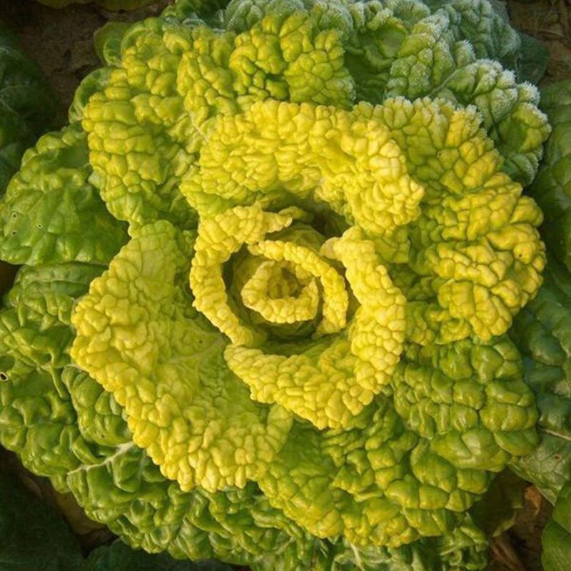 万帮玉金香黄心乌塌菜种子黄心菜菊花心菜白菜农家四季