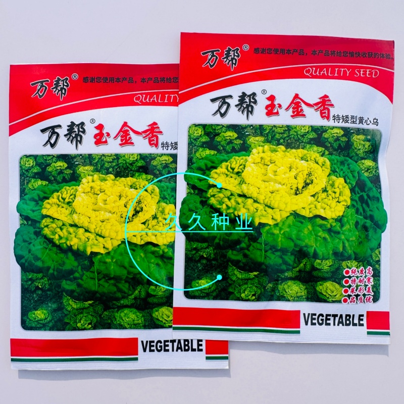 万帮玉金香黄心乌塌菜种子黄心菜菊花心菜白菜农家四季
