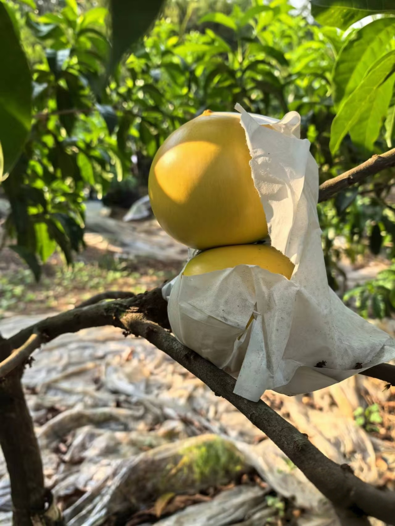 黄晶果雅美果基地一手货源可空运落地配市场整车批发一件代发