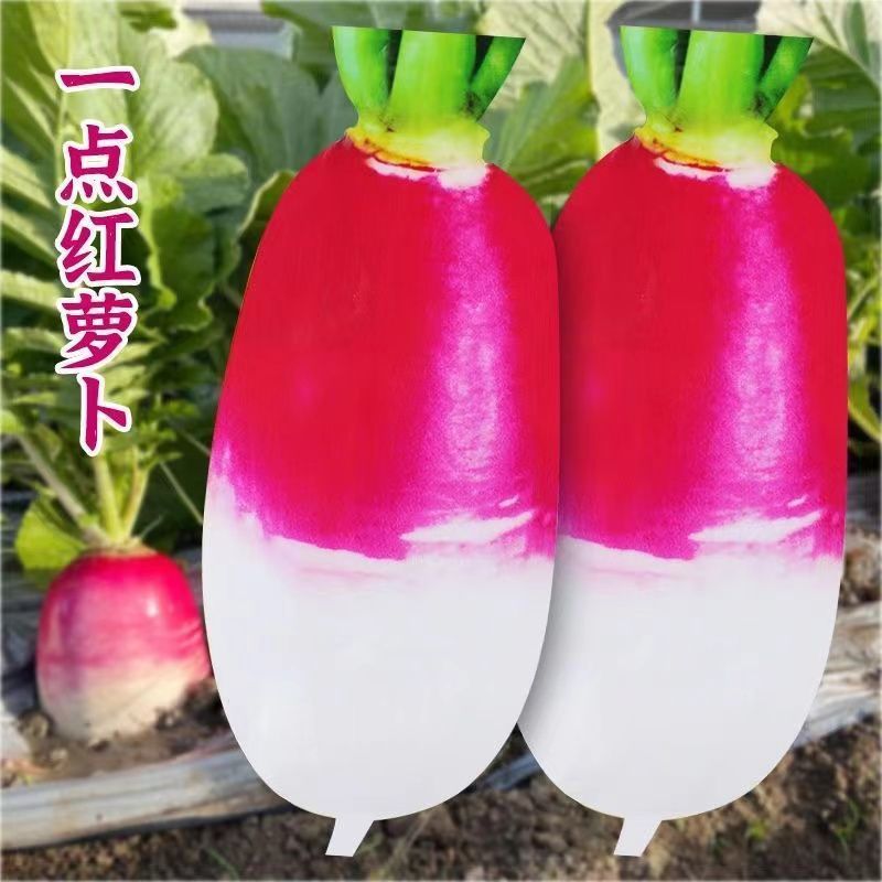 一点红萝卜种子白肉圆红脆甜水萝卜耐寒秋秋播红皮白心萝卜种