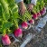 一点红萝卜种子白肉圆红脆甜水萝卜耐寒秋秋播红皮白心萝卜种