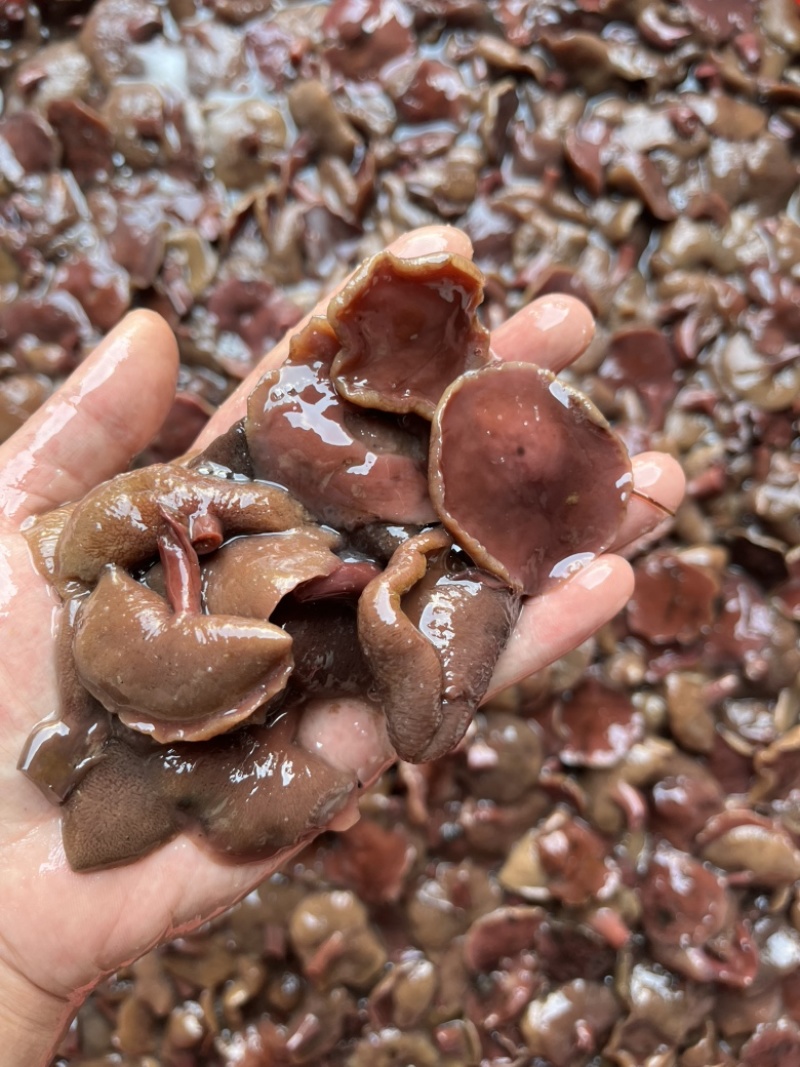 红乳牛肝菌盐渍品野生盐水红乳产地直销批发餐饮专用