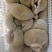 国产牛副产品（牛小肠，大肠，牛肚，百叶，牛肺等）