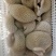 国产牛副产品（牛小肠，大肠，牛肚，百叶，牛肺等）