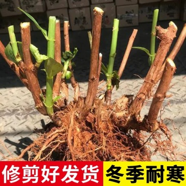 五年绣球老桩地里直接发货新鲜保活