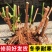 五年绣球老桩地里直接发货新鲜保活