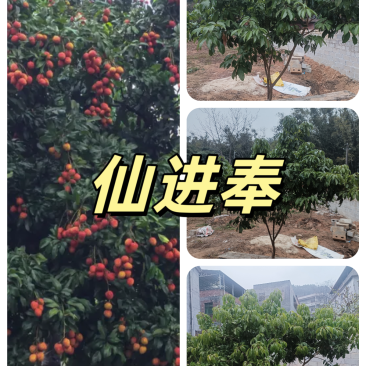3一4一5公分仙进奉