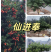 3一4一5公分仙进奉