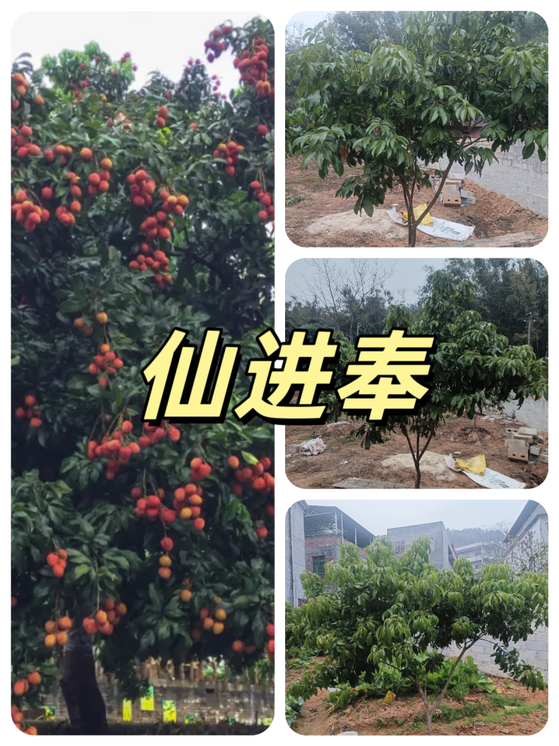 3一4一5公分仙进奉