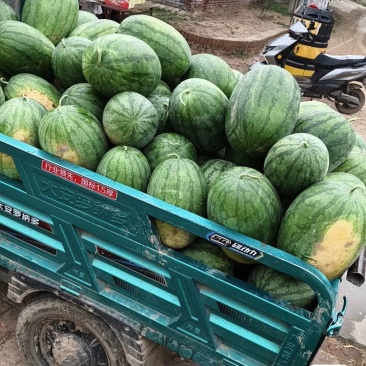 西瓜批发