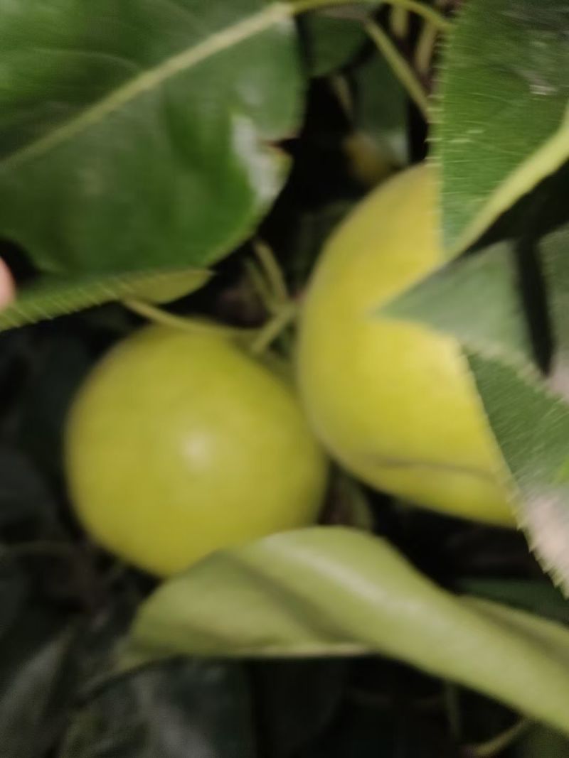 翠玉梨，俗称苹果梨