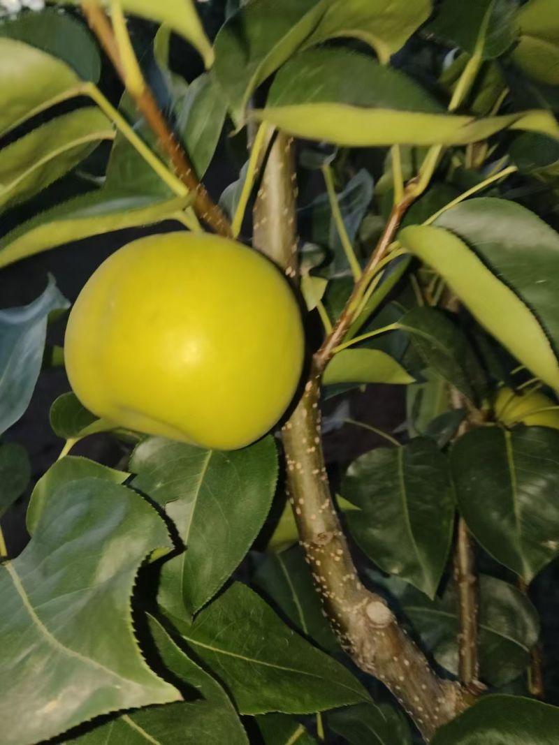 翠玉梨，俗称苹果梨