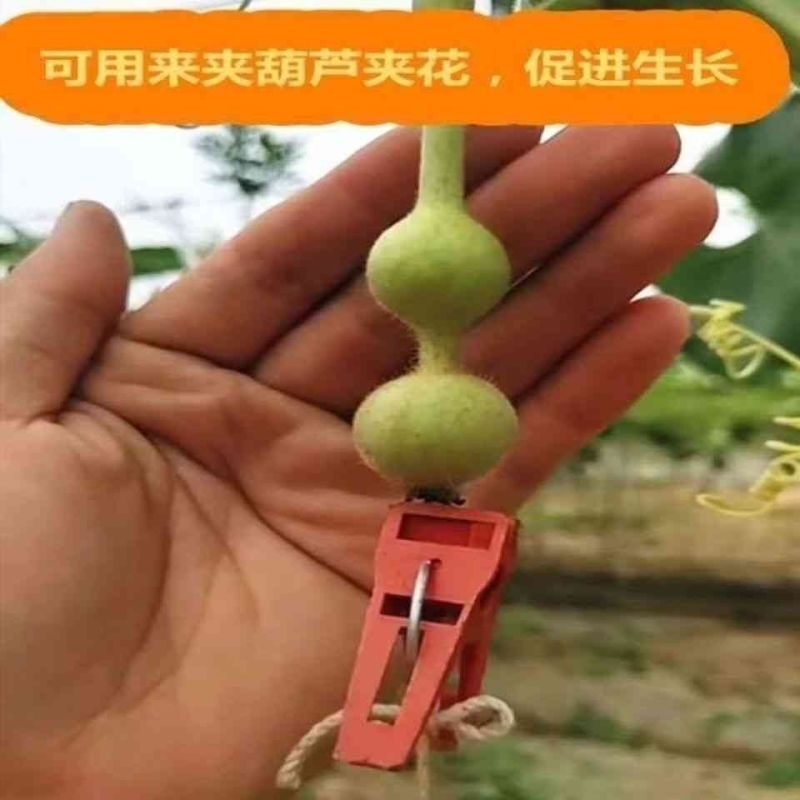 蔬菜瓜果二膜夹子枇杷袋夹子塑料夹子膜扣加厚二模夹葫芦花夹