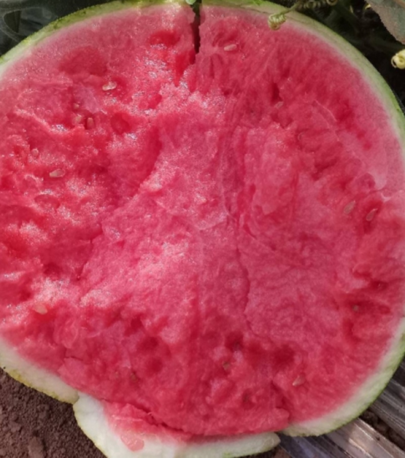 好品质西瓜
