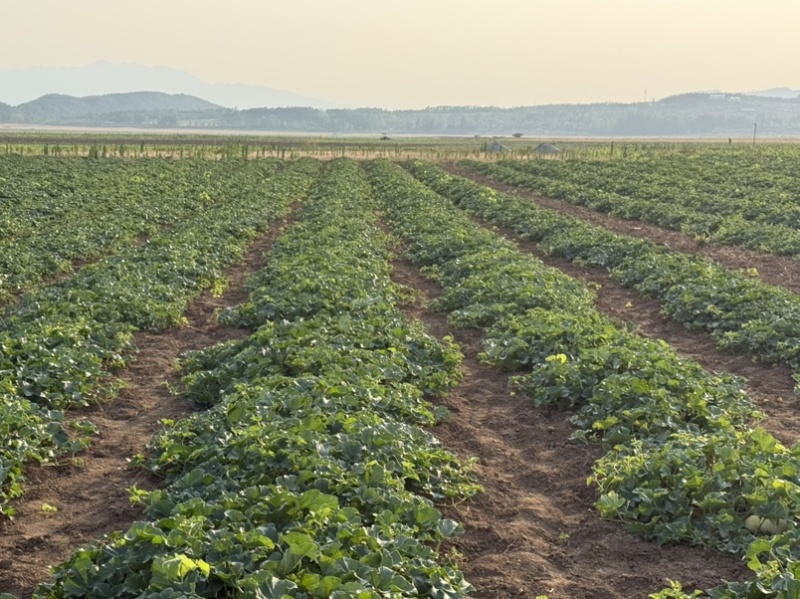 水库甜瓜日本甜宝
