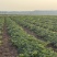 水库甜瓜日本甜宝