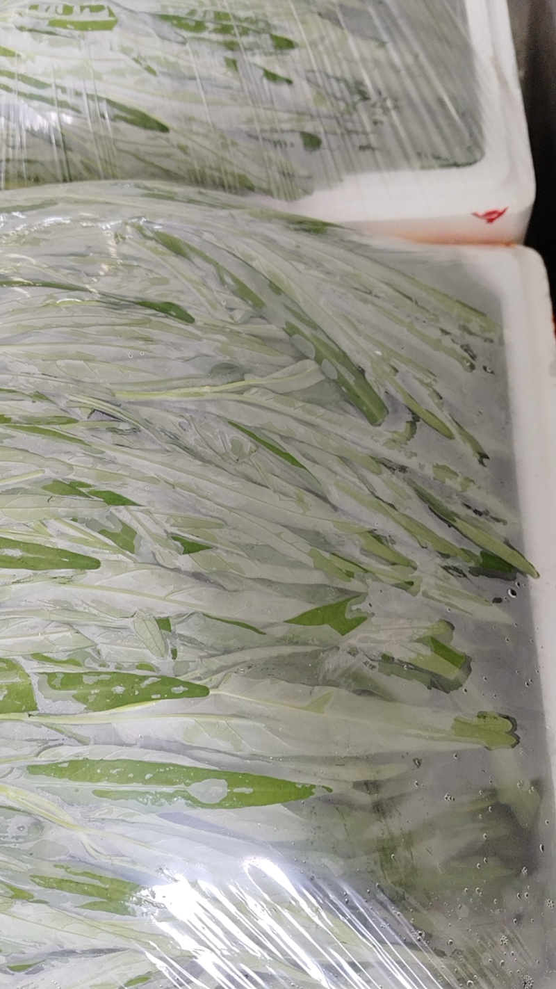 优质大棚种植空心菜叶菜