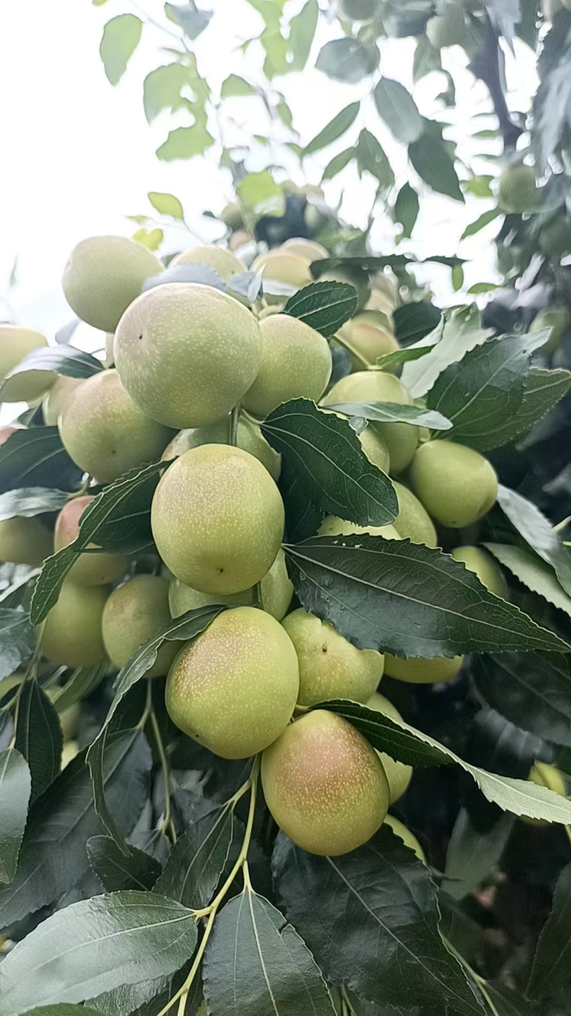 新鲜冬枣
