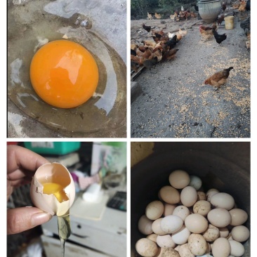 山上打野存粮食喂养笨鸡蛋。