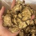 生川芎新货大片十年信誉广州店售后无忧