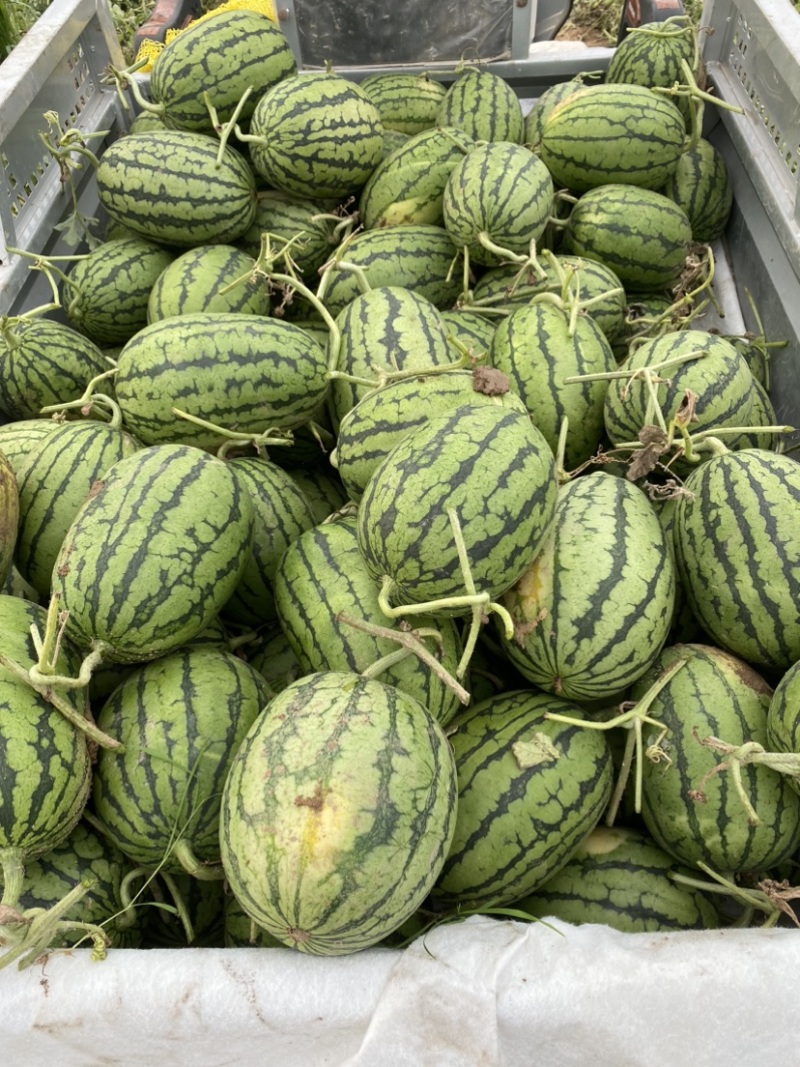 西瓜小吊瓜头茬早春红玉
