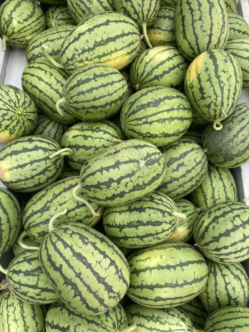 西瓜小吊瓜头茬早春红玉