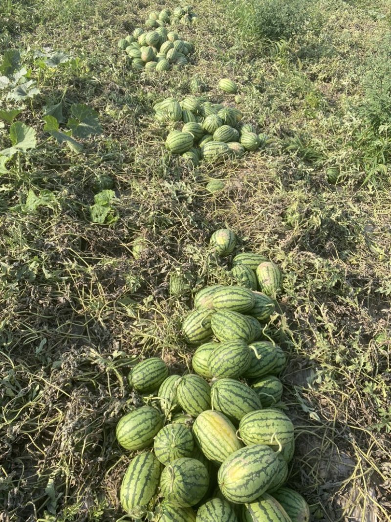 西瓜小吊瓜头茬早春红玉