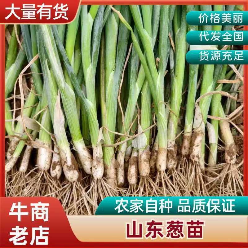 铁杆大葱葱苗.专业苗床育苗，免费提供专业技术指导