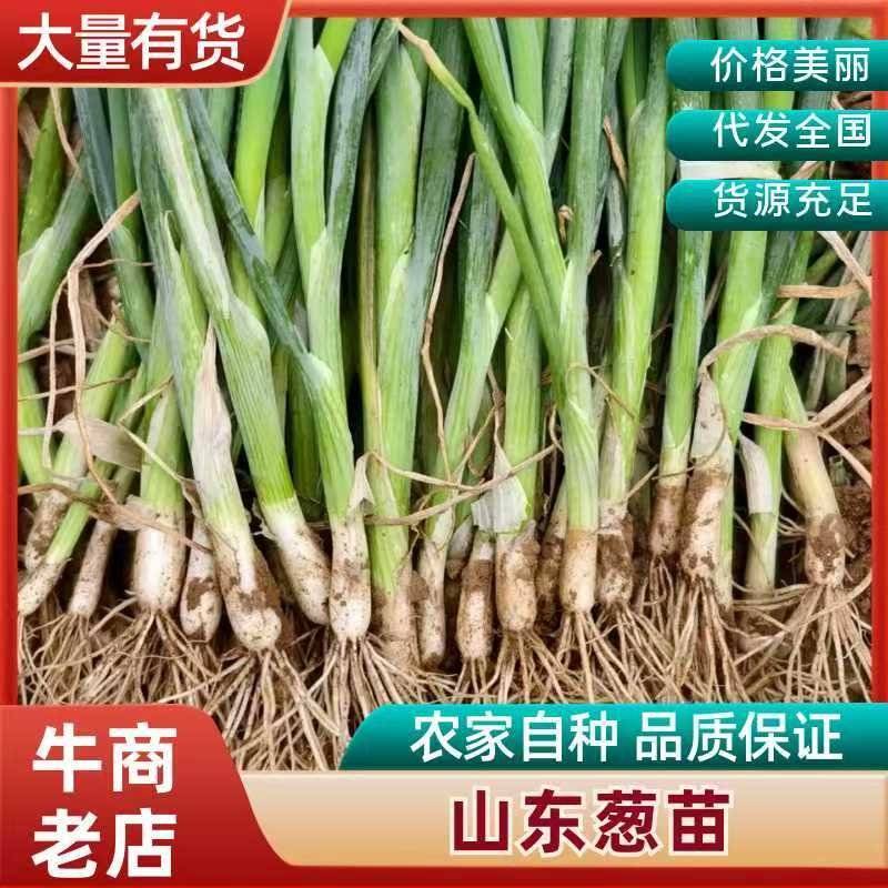 铁杆大葱葱苗.专业苗床育苗，免费提供专业技术指导