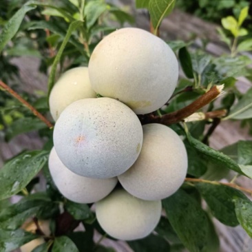 芙蓉李大量上市日发5万斤