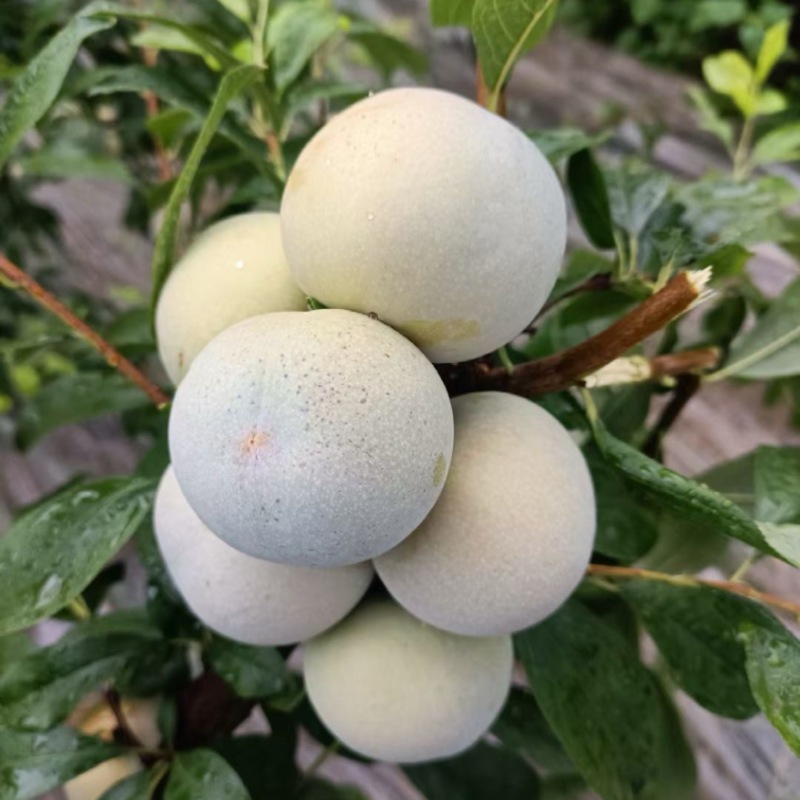 芙蓉李大量上市日发5万斤