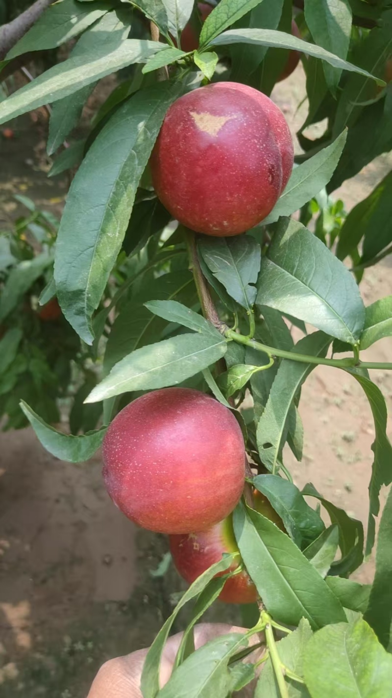 黄桃