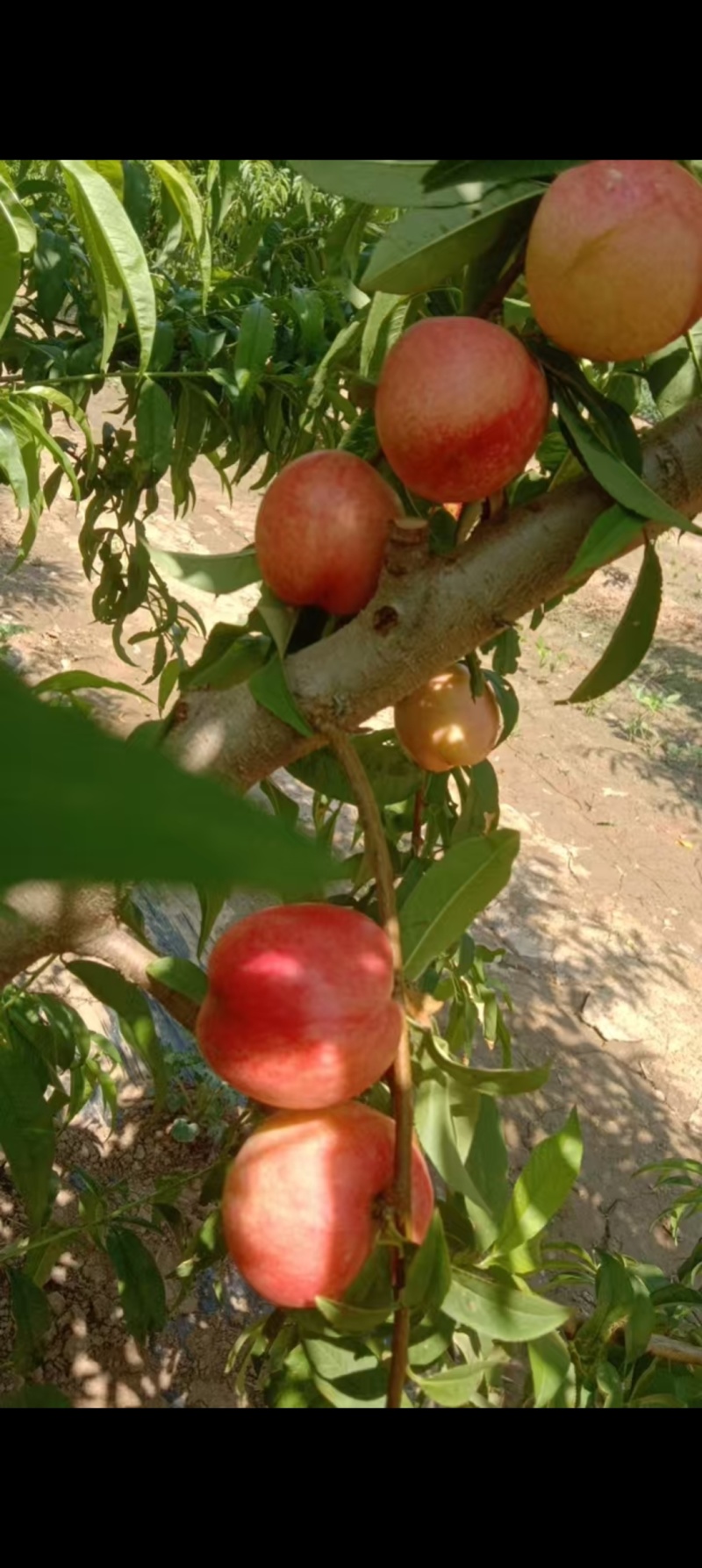 各种蟠桃，各种油条各种毛条桃大量上市