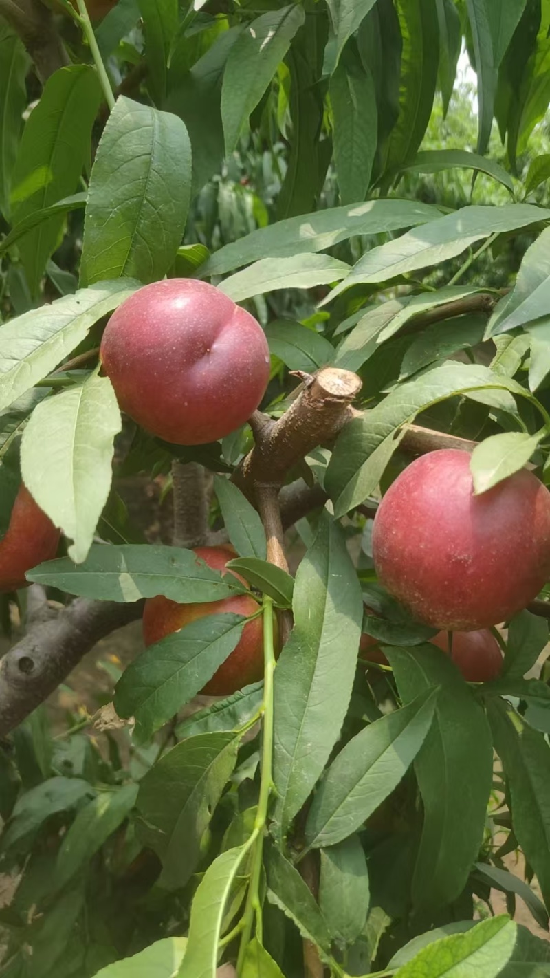 各种蟠桃，各种油条各种毛条桃大量上市